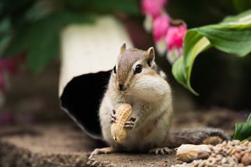 Chipmunk with Peanut