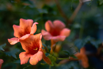 Orange flowers with defocused background