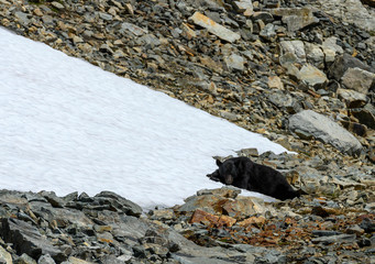 Pillow of Snow for a hot black bear in Washington