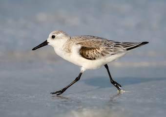 Sanderling Foraging on the Beach