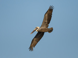 Brown Pelican in Flight on Blue Sky