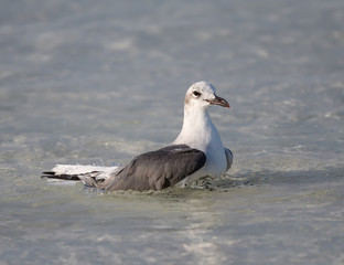 Laughing Gull Bathing in the Ocean