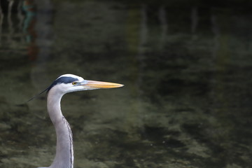 Closeup of heron with bright yellow eyes