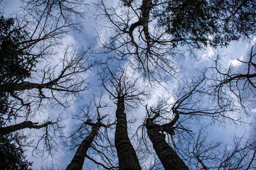 poplars in winter, sky and clouds