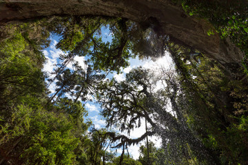Parede de rocha e floresta com céu azul