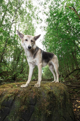 Happy mongrel dog standing on tire at nature