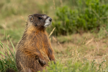 Profile of Marmot Face and Body as It Looks Around