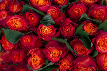 Background of beautiful natural red roses. Wallpaper. Horizontal photo.
