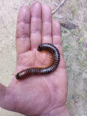 caterpillar on leaf