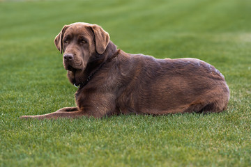  Labrador as a pet