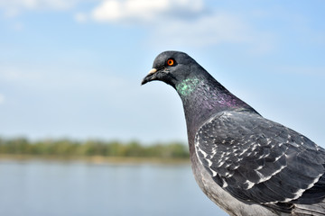 pigeons on the river Bank