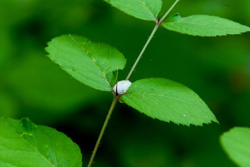 卵の泡が付いた野草