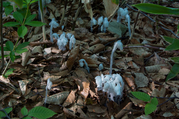 森の妖精ギンリョウソウ