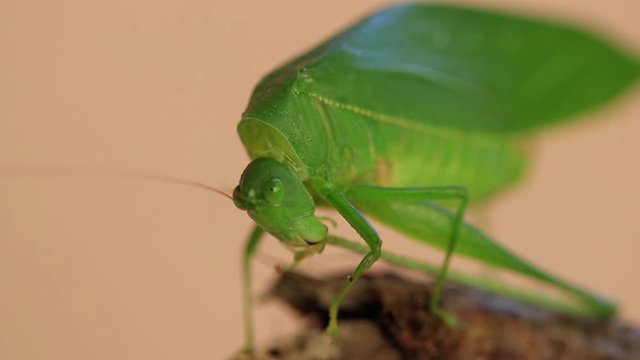 Close up de grilo verde