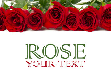 freshly cut red roses lie in a row forming a frame. copy space and sample text