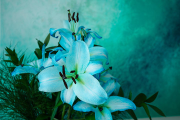 Fototapeta na wymiar BLUE LILY DECORATIBAN PLANTS
