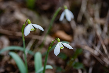  flowers in the background stones