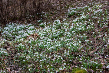 flowers in the background stones