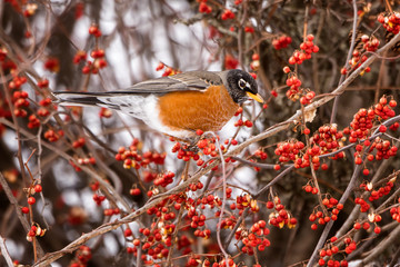 Winter robins Eating Bittersweet Berries