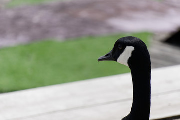 Canada Goose