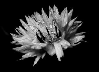 flower on black background