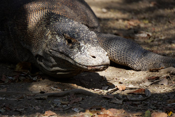 Komodo Dragon