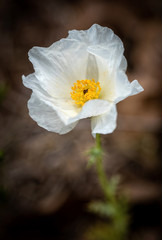 Wildflowers in full bloom during spring in Texas