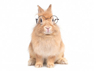 Red-brown cute  rabbit wearing glasses sitting isolated on white background. Lovely action of young rabbit.