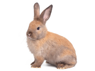 Side view of brown cute baby rabbit sitting isolated on white background.