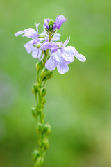 Wildflowers in full bloom during spring in Texas