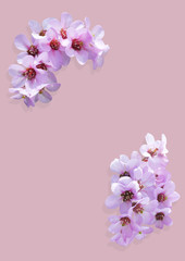 Fototapeta na wymiar Pink plum flower frame isolated on background.