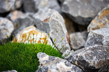  flowers in the background stones