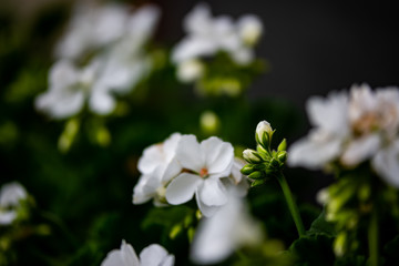  flowers in the background stones
