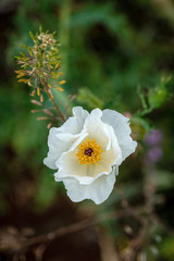 Wildflowers in full bloom during spring in Texas