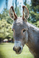 donkey in field