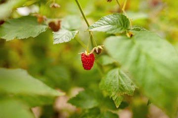 One big raspberry berry on a bush. Juicy berry.