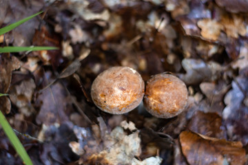  edible healthy mushrooms in deep forest