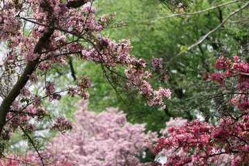 pink cherry blossom