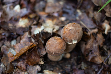  edible healthy mushrooms in deep forest