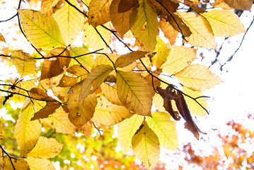 逆光に透き通るブナの黄葉