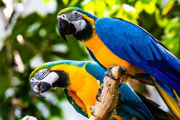 parrots