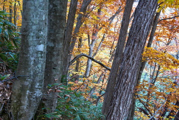 Fototapeta premium ブナの森木々の間から明るい黄葉 北海道添別ブナ林