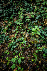 Ivy in the forest