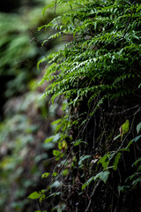 ferns in the forest