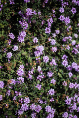 Obraz premium Purple flowers