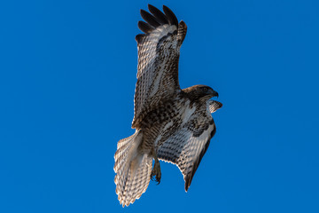 Fototapeta premium Red-tailed hawk in flight hawks flying