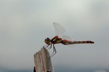 透き通った羽根のクローズアップ赤とんぼアキアカネ