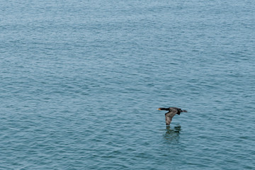 Fototapeta na wymiar bird flying over water