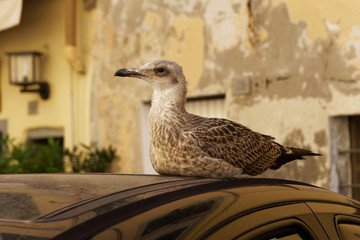 Seagull on a Car Roof