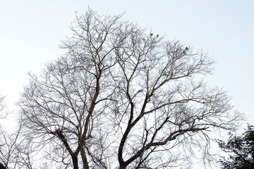 Fototapeta na wymiar contraluz de ramas de un arbol con fondo de nubes